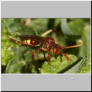 Nomada flava  - Wespenbiene w22a.jpg